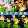 Solar LED garden lights: waterproof, decorative landscape lamp